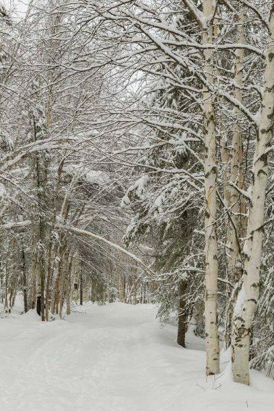 USA, Alaska Snow-covered birch and spruce forest